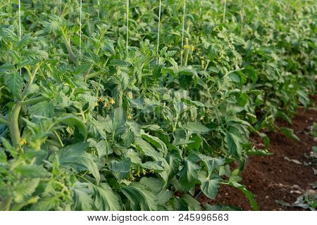 Bio Farming In Italy, Cultivation Of Tomatoes In Greenhouse, Agriculrutal Region Near Fondi, Lazio,