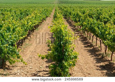Big Vineyards With Rows Of Wine Grapes Plants In Great Wine Region Of South Italy Apulia