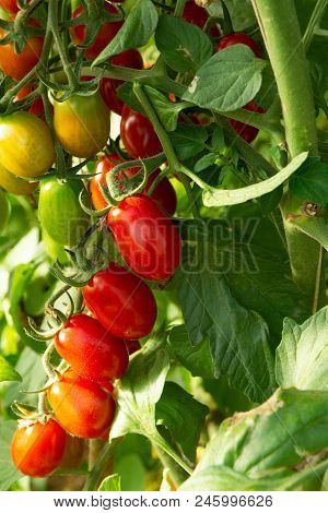 Bio Farming In Italy, Cultivation Of Sweet Cherry Tomatoes In Greenhouse, Agriculrutal Region Near F