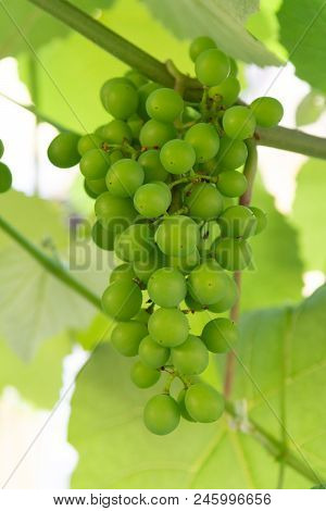 Ripening Of White Wine Muscat Grapes Plants In Great Wine Region Of South Italy Apulia