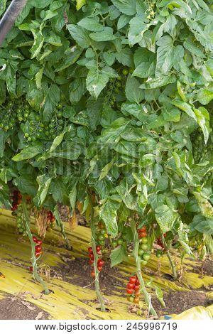 Bio Farming In Italy, Cultivation Of Sweet Cherry Tomatoes In Greenhouse, Agriculrutal Region Near F