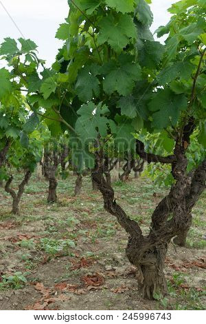 Old Traditional Alberello  Vineyards With Rows Of Primitivo Wine Grapes Plants In Great Wine Region