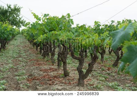 Old Traditional Alberello  Vineyards With Rows Of Primitivo Wine Grapes Plants In Great Wine Region 