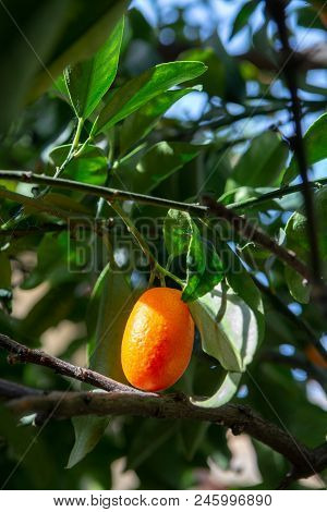 Tropical Small Ripe Orange Citrus Fruits Kumquats On Tree, Close Up, Ready To Harvest