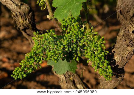 Old Traditional Alberello  Vineyards With Rows Of Primitivo Wine Grapes Plants In Great Wine Region 