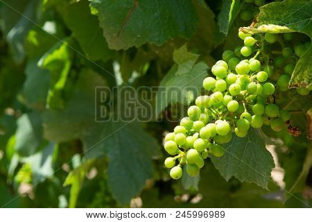Ripening Grapes On Wine Grapes Plants In Great Wine Region Of South Italy, Summer In Apulia