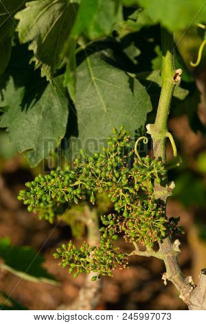 Old Traditional Alberello  Vineyards With Rows Of Primitivo Wine Grapes Plants In Great Wine Region 