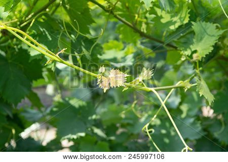 Ripening Of White Wine Muscat Grapes Plants In Great Wine Region Of South Italy Apulia