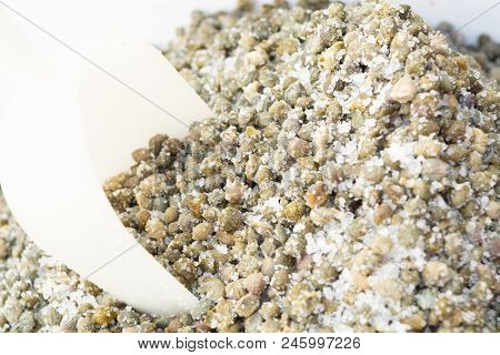 Important Ingredient In Traditional Italian Cuisine, Salted Capers, Capparis Fruits, Pickled Flower 