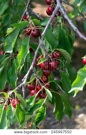 Cherry Tree Orchard With Fresh Ripe Cherries Fruits Near Cipy Turi, Capital Of Cherry In Apulia, Ita