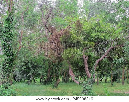 Dense Forest Near The River Rezovska, Near The Southern Black Sea Coast, Bulgaria.