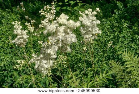 Bushes Of The Filipendulain A Forest Glade With A Blurred Background
