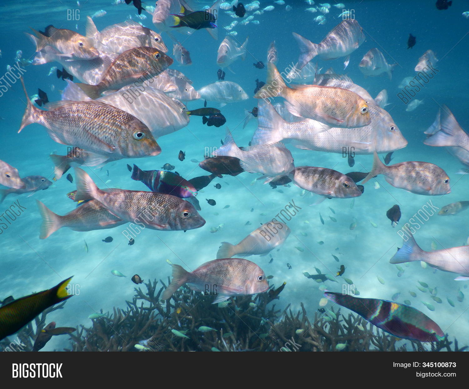 Various Types Tropical Image & Photo (Free Trial) Bigstock