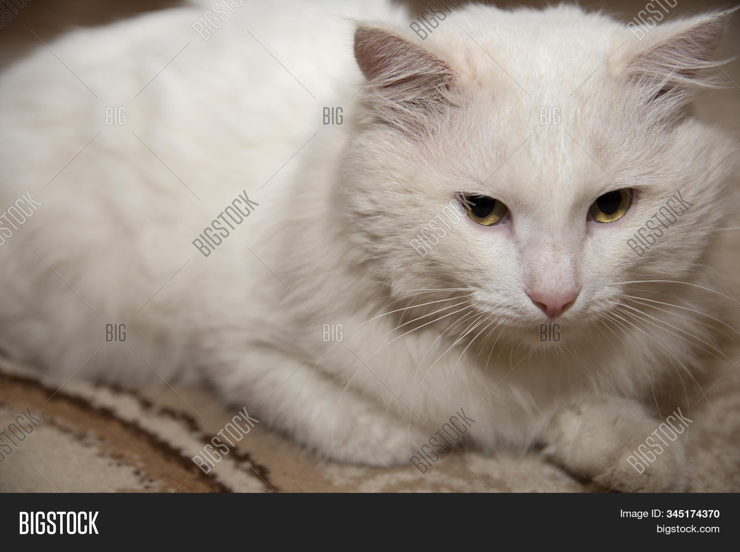 Грязная белая кошка. Грязный белый кот. Белая бездомная кошка. Белый Бездомный кот. Грязный белый котенок