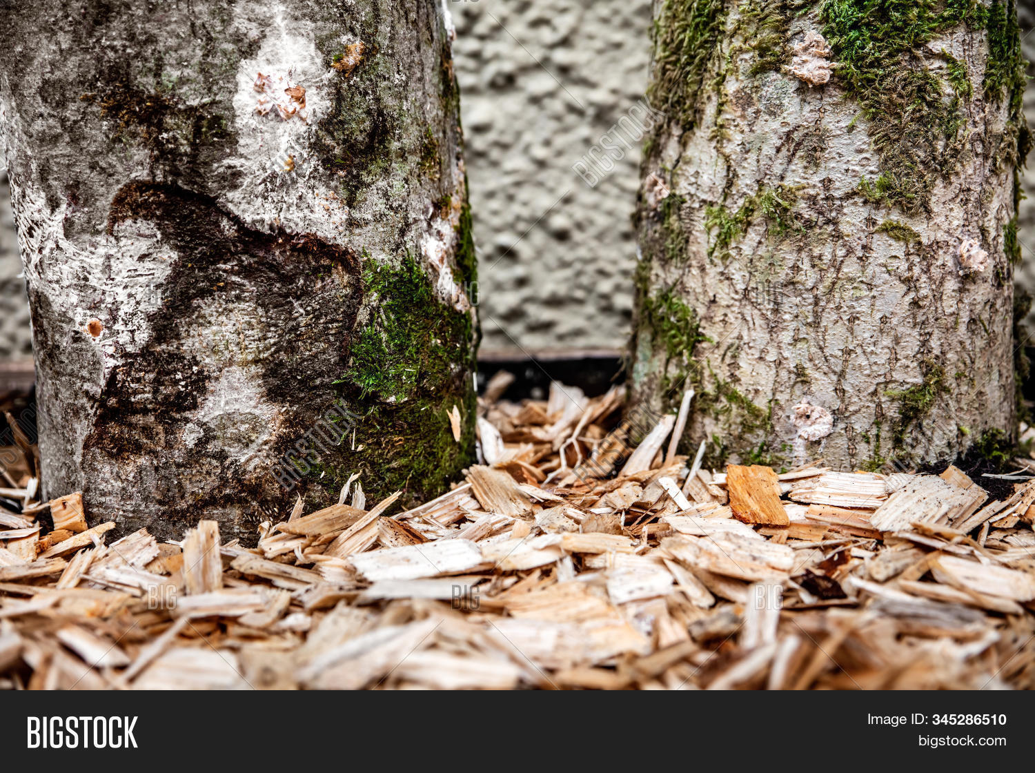Beech Trees Inosculation Two Inoculated Beech Image & Photo (Free Trial) | Bigstock