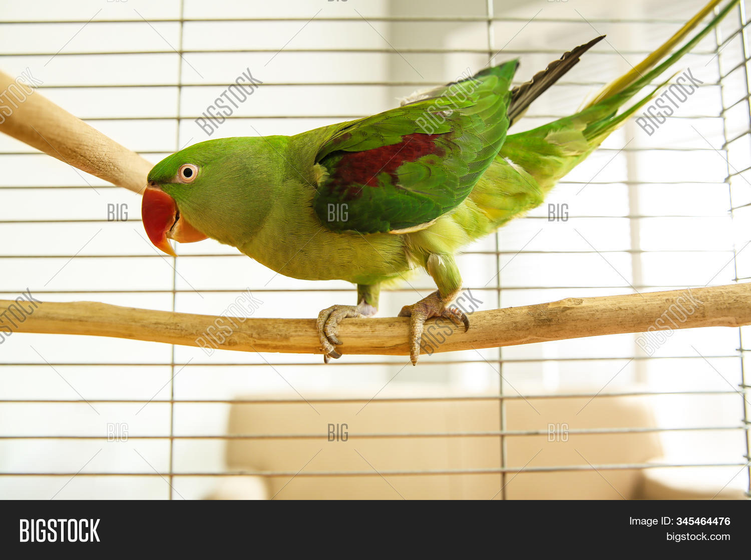 alexandrine parakeet cage