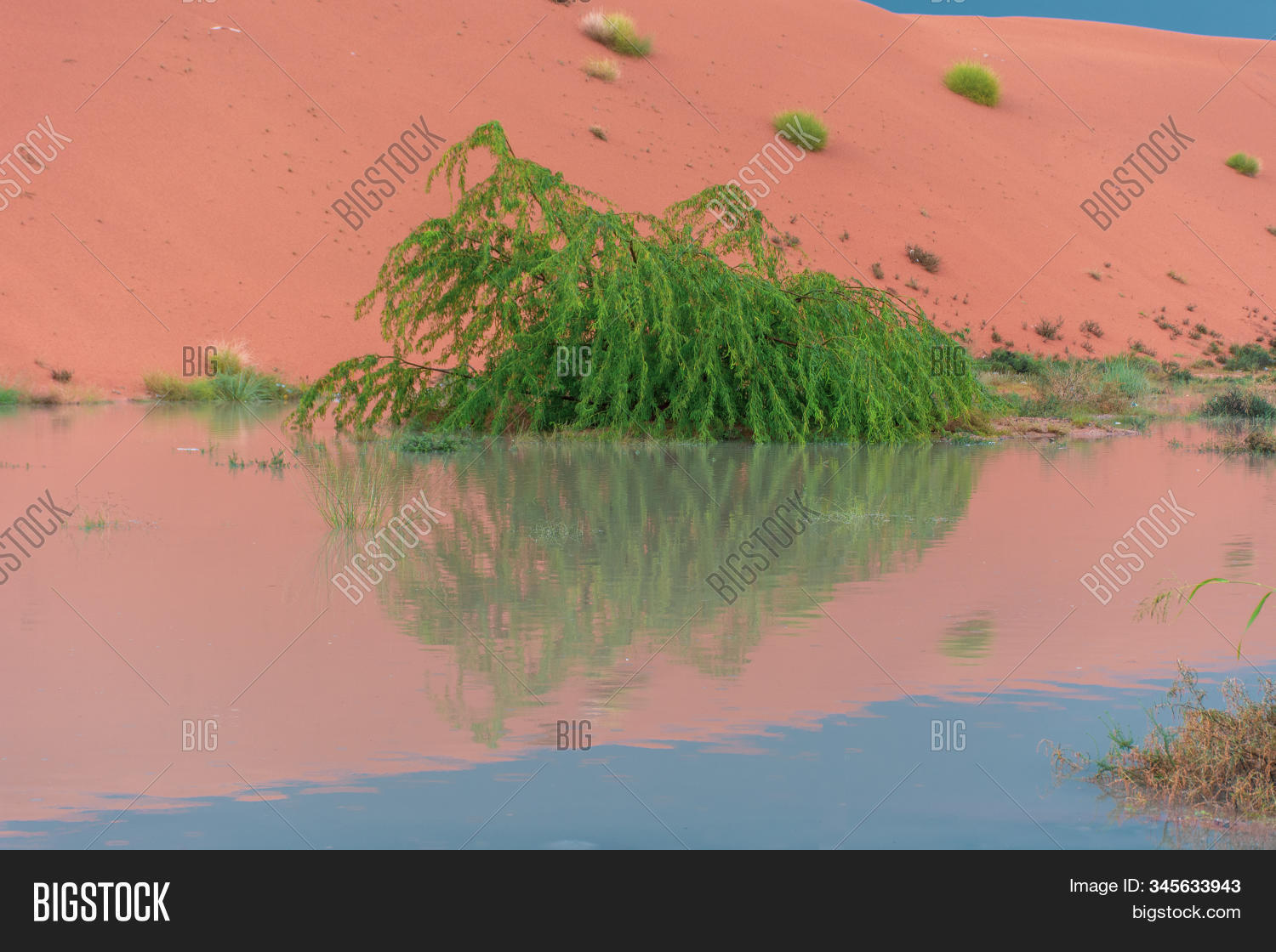 Green Pea Tree United Image & Photo (Free Trial) Bigstock