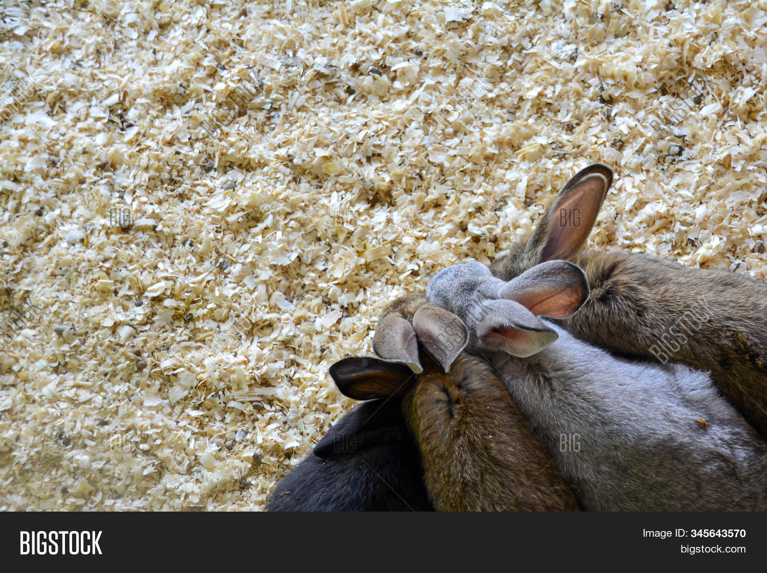 Four Rabbits Sawdust. Image & Photo (Free Trial) Bigstock