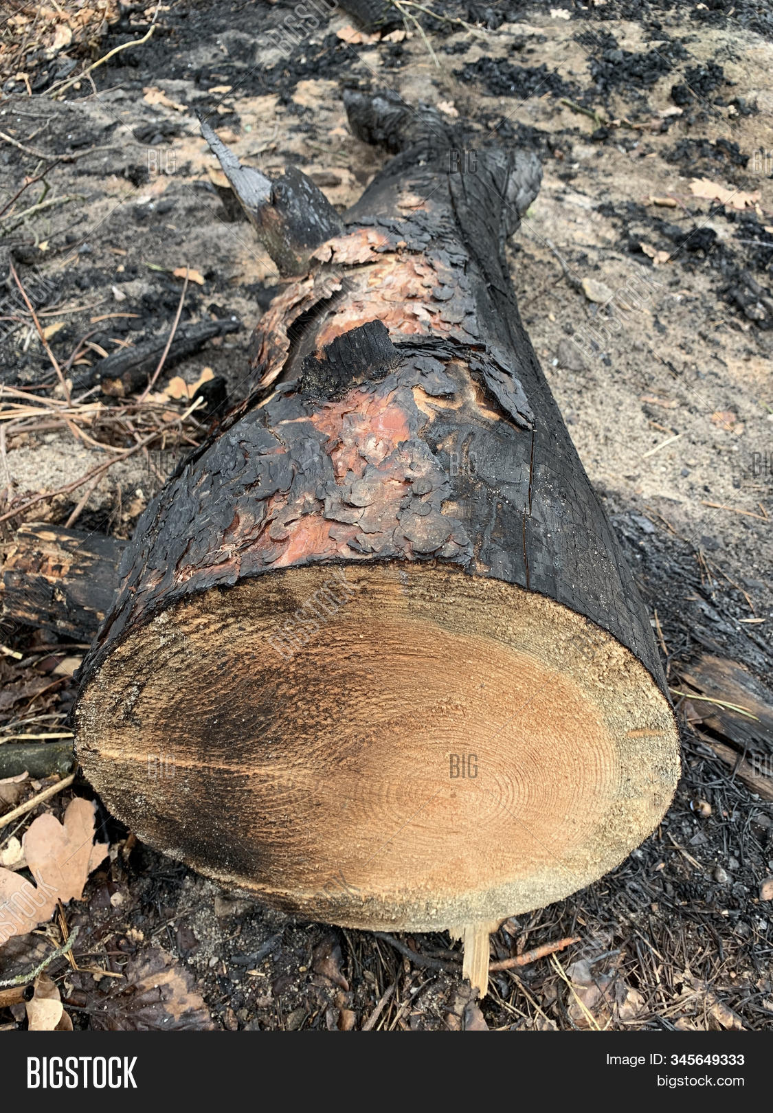 Carved Burnt Tree Lies Image & Photo (Free Trial) Bigstock