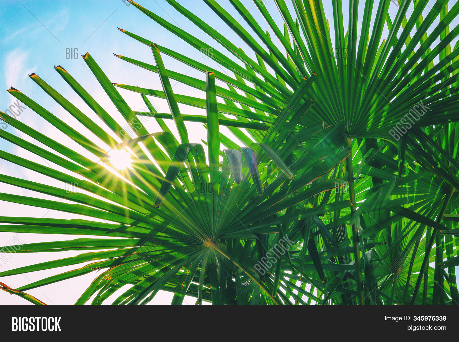 Tropical Palm Leaf Image Photo Free Trial Bigstock
