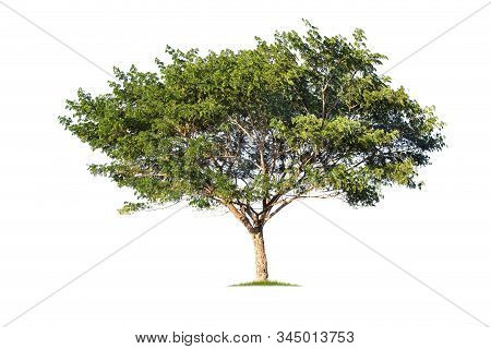 Monkey Pod, East Indian Walnut Tree. Samanea Saman Tree Isolated On White Background.