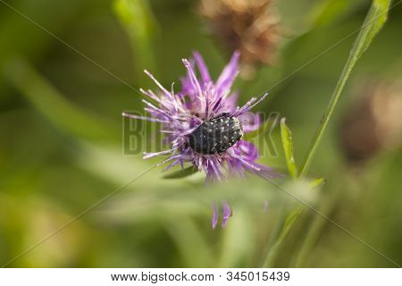 White Spotted Rose Beetle Oxythyrea Funesta. Black Insect