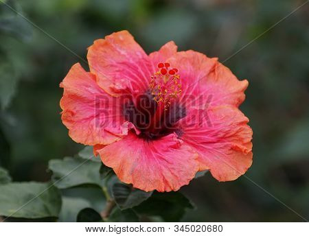 Beautiful Pink Color Of Chinese Hibiscus Flower