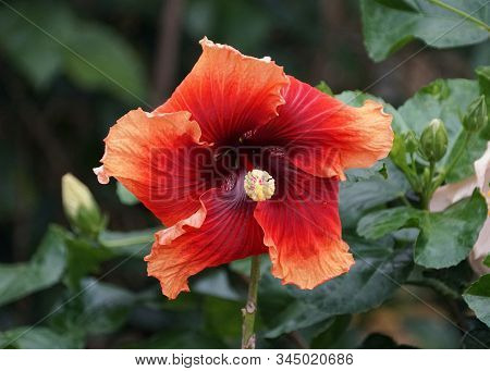 Beautiful Pink Color Of Chinese Hibiscus 'erin Rachael'