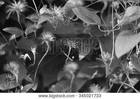 Dried Clematis Flower Black And White Photo.
Monochrome.