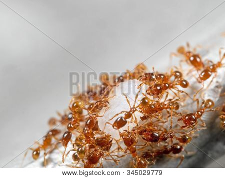 Macro Photography Of Group Of Pheidole Pallidula Ants Help Each Other To Transport Food
