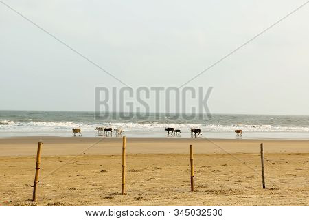 Holy Cows Grazing In Groups Spending Days Sunning Themselves In Warm Sand On Goa Sea Beach. Indian O