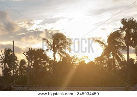 Silhouette Coconut Palm Tree By Dark Back Lit Skylight Sun Sunlight Sunset. Dramatic Atmospheric Moo