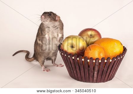 Grey House Rat With Fruit And A Vase On A White Background