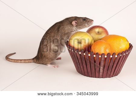 Gray Rat And A Bowl Of Fruit On A White Background