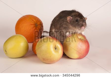 Grey House Rat With Fruit On A White Background