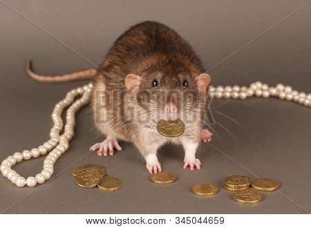 Grey Hand Rat With Coins On A Grey Background