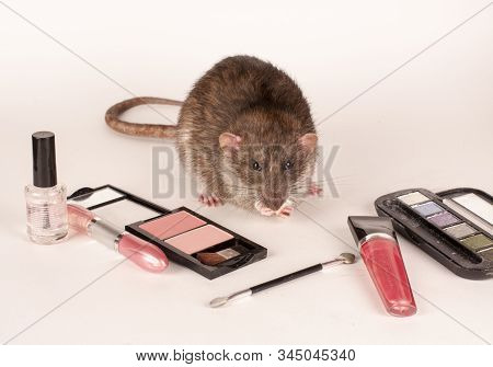 Gray Rat And Cosmetics Items On A White Background