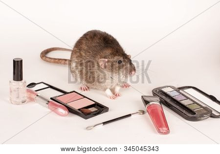 Gray Rat And Cosmetics Items On A White Background