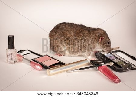 Gray Rat And Cosmetics Items On A White Background