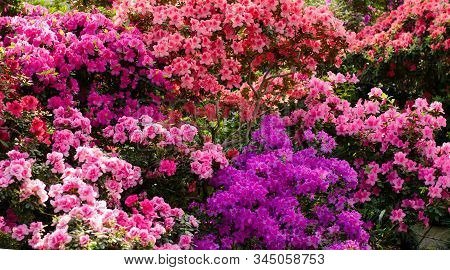 Beautiful Vibrant Azalea Flower Tree Blooming In The Botanical Garden, In Kyiv. Bright Flowers Close