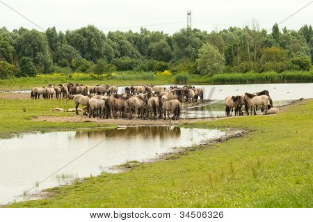 Mandria di cavalli Konik nella natura