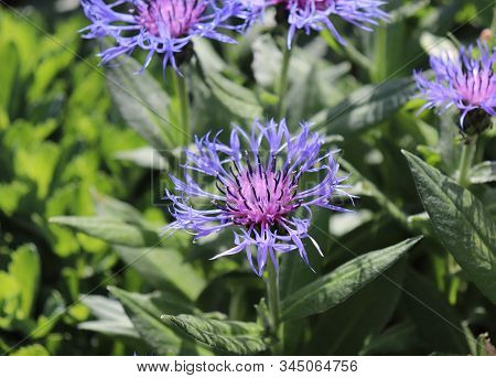 Closeup Of A Blue Cornflower, Growing In A Garden, Spring. A Blossom With Interesting Outermost Ray 