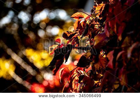 Yellow-red Wild Grapes On A Bright Autumn Background