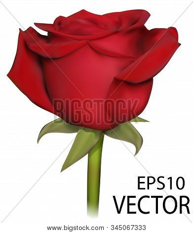 Vector Photo Realistic Rose. Red Isoleted Rose On White Background. Photo Realistic Vector Rose.