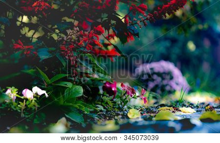 Bright Red Salvia Against The Background Of A Lilac Bush Of Chrysanthemum