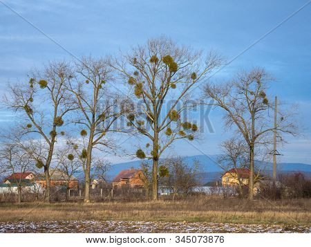 Mistletoe Parasite Plants On  Trees In Winter