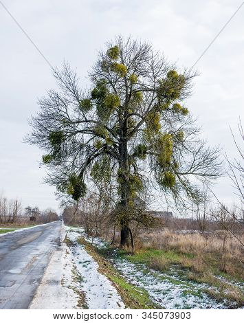 Mistletoe Parasite Plants On  Trees In Winter