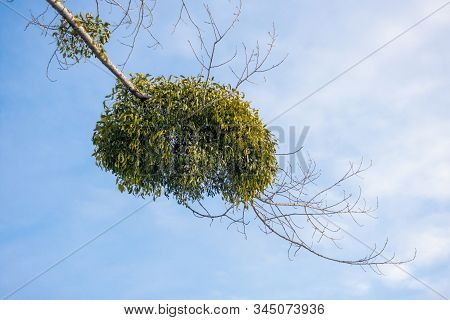 Mistletoe Parasite Plant On A Tree In Winter