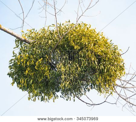 Mistletoe Parasite Plant On A Tree In Winter