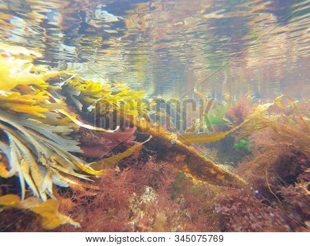 Macro View Of Micro Plants Colorful Plants In The Sea